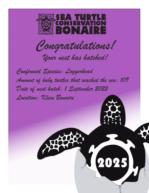 turtle certificat 2025