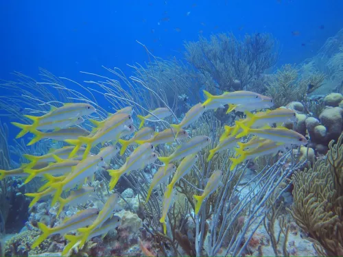 vakantiehuis bonaire duikfoto 2