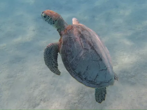 vakantiehuis bonaire duikfoto 5